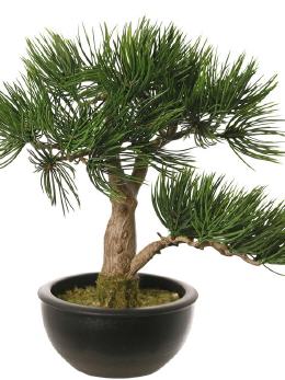 Bonsai angel pine*